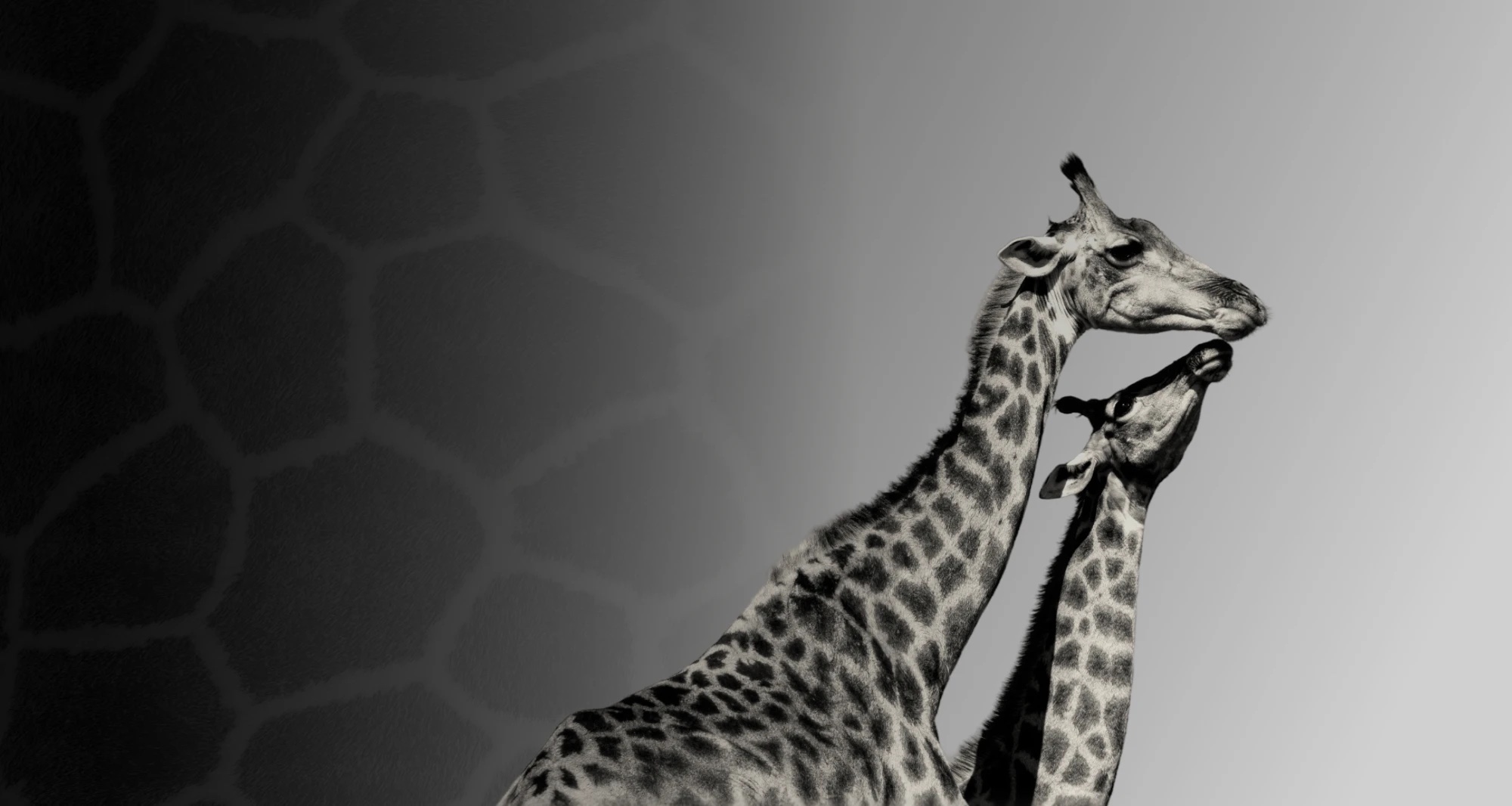 Two giraffes nuzzling, with a giraffe pattern fading in from the left